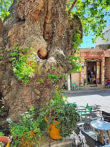 Platanos Café Viannos