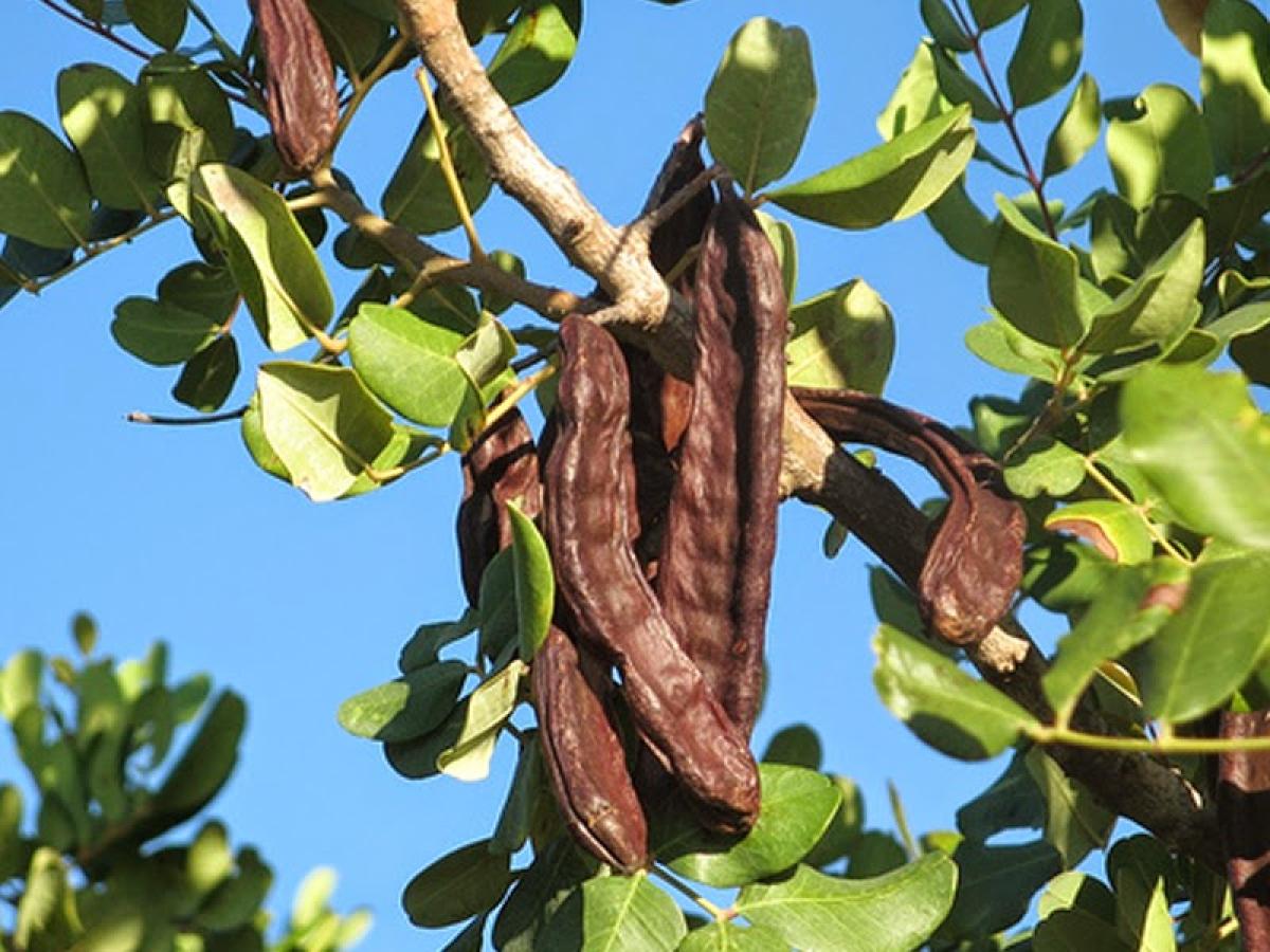 Carob