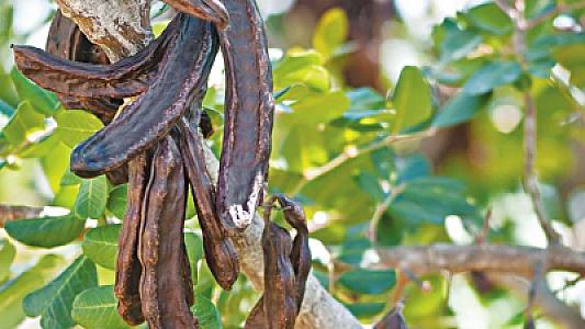 xaroupi.jpg-1024x576