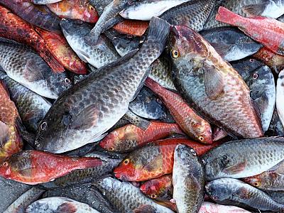 2_Psaria-me-dychtia-apo-kokkinous-kafe-kai-asprus-skarous-_©NikosGMastropavlos_EudemoniaGR_NGM10368_II-1024x768